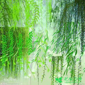 爷爷扦插花草生根快又多，就这一招就能搞定！