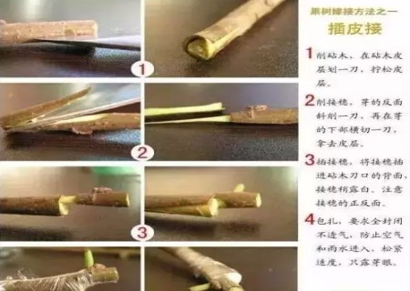 盆景嫁接技术图解