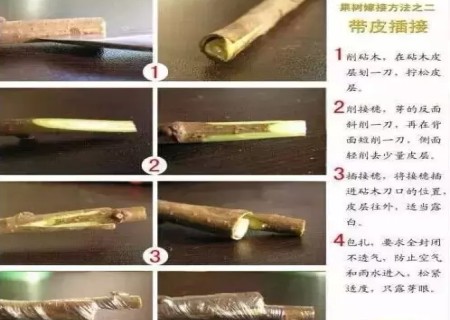 盆景嫁接技术图解