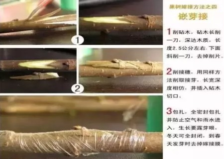 盆景嫁接技术图解