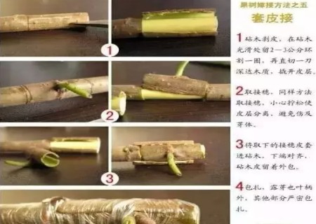 盆景嫁接技术图解