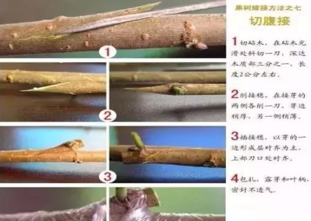 盆景嫁接技术图解