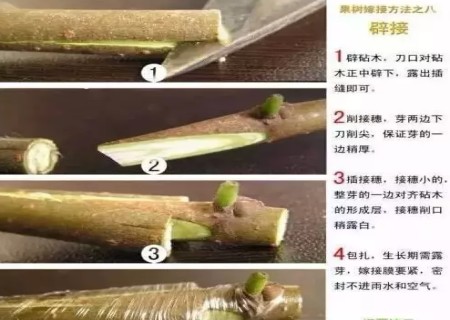 盆景嫁接技术图解