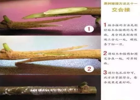 盆景嫁接技术图解