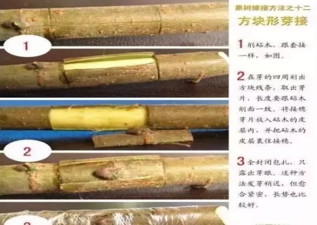 盆景嫁接技术图解
