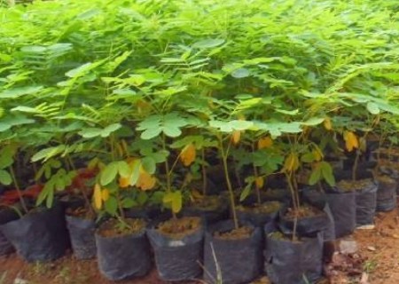 盆栽黄花槐播种育苗技术