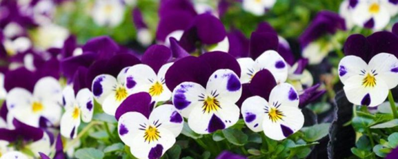 蝴蝶花几点开花