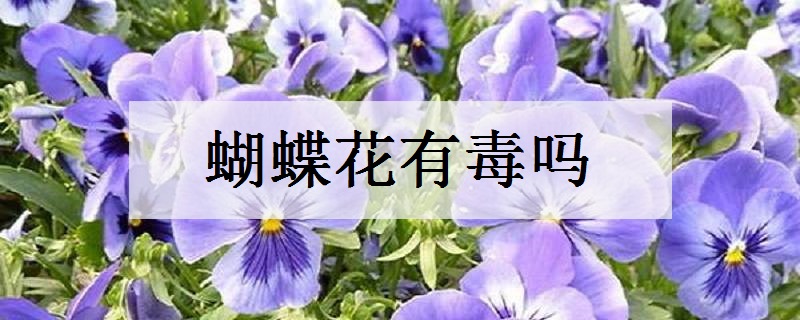 蝴蝶花有毒吗 可以养在室内吗
