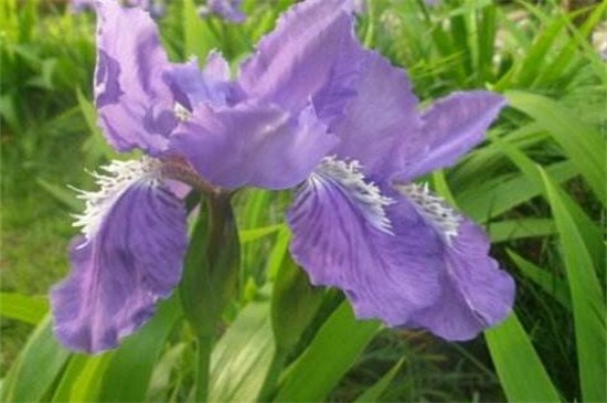 紫蝴蝶花怎么养？养殖紫蝴蝶花的方法