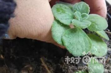 碰碰香扦插方法的4个步骤