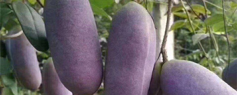 种八月瓜适合什么环境