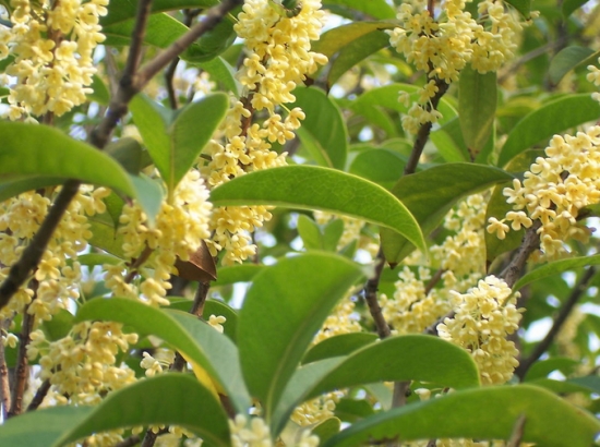桂花树嫁接技术详解