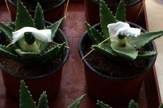芦荟可嫁接多肉