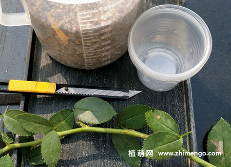 月季扦插生根简单方法，扦插做好这几部成活率