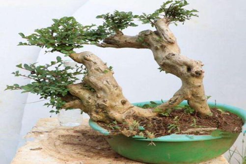 紫薇盆景的速成法，用插扦方式5步就能轻松培育出紫薇盆景
