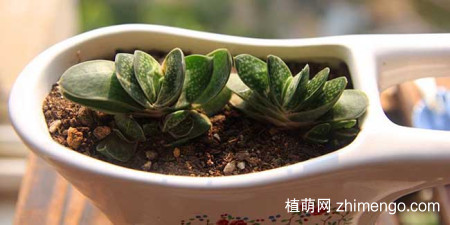 子宝的养殖方法，子宝的养护技巧