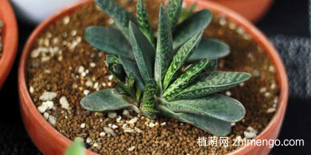 子宝的养殖方法，子宝的养护技巧