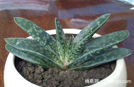 子宝的养殖方法，子宝的养护技巧