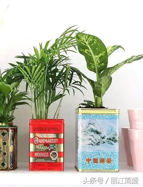 废旧铁盒子别扔,教你如何变废为宝,制做创意小盆栽