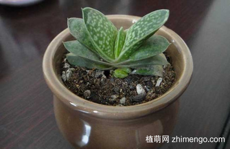 子宝的养殖方法，子宝的养护技巧