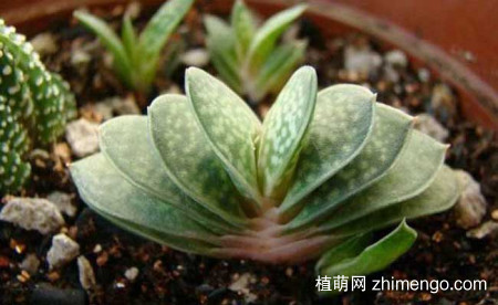 子宝的养殖方法，子宝的养护技巧