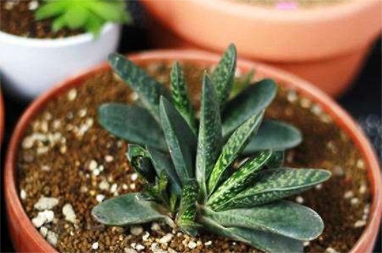 子宝开花的寓意