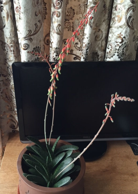 子宝会开花吗？