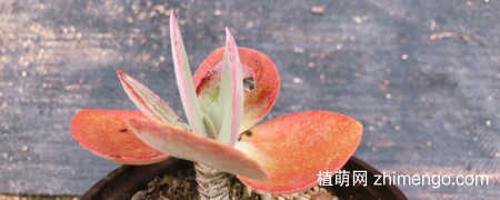 唐印夏季如何养护