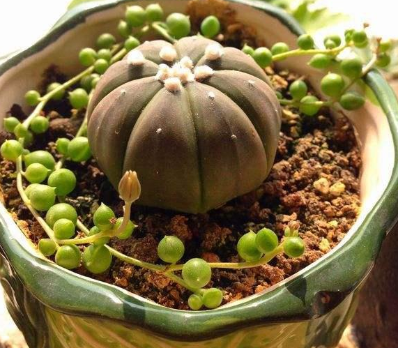 星兜怎么养 价格是多少