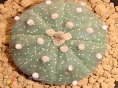 星兜养殖方法介绍