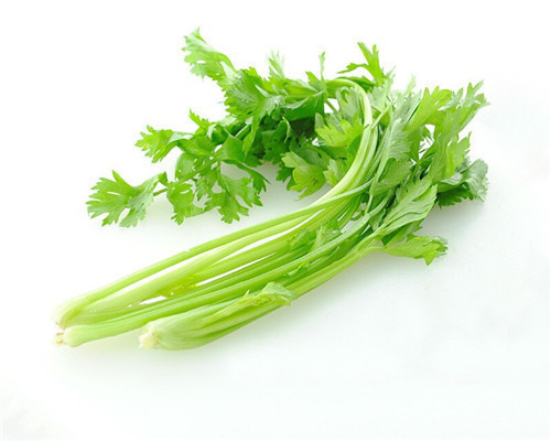 芹菜的播种，芹菜的生长和收获