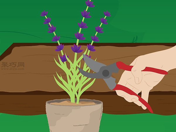 怎样种植薰衣草 一起学种植薰衣草步骤