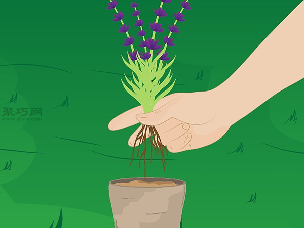 怎样种植薰衣草 一起学种植薰衣草步骤