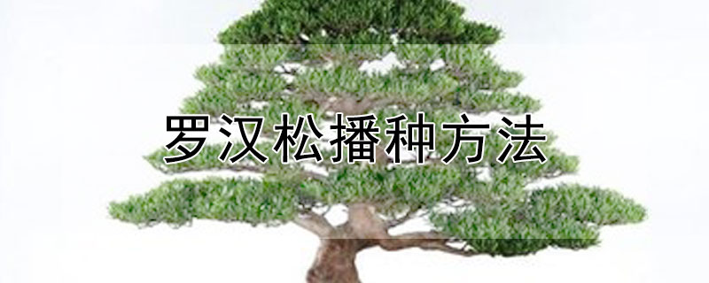 罗汉松播种方式