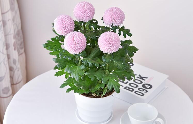乒乓菊有毒吗？