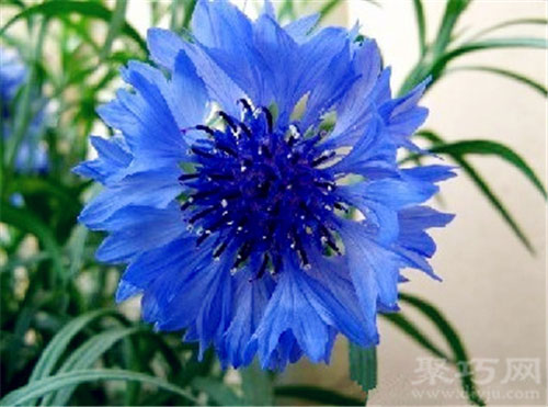 矢车菊 矢车菊花语