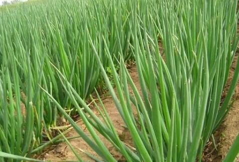 大葱种植技术和种植时间 夏季7月底到8月初播种