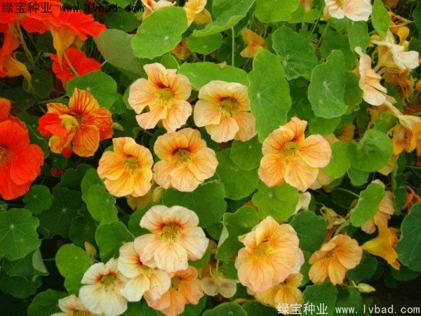 旱金莲几天发芽，播种后多久开花