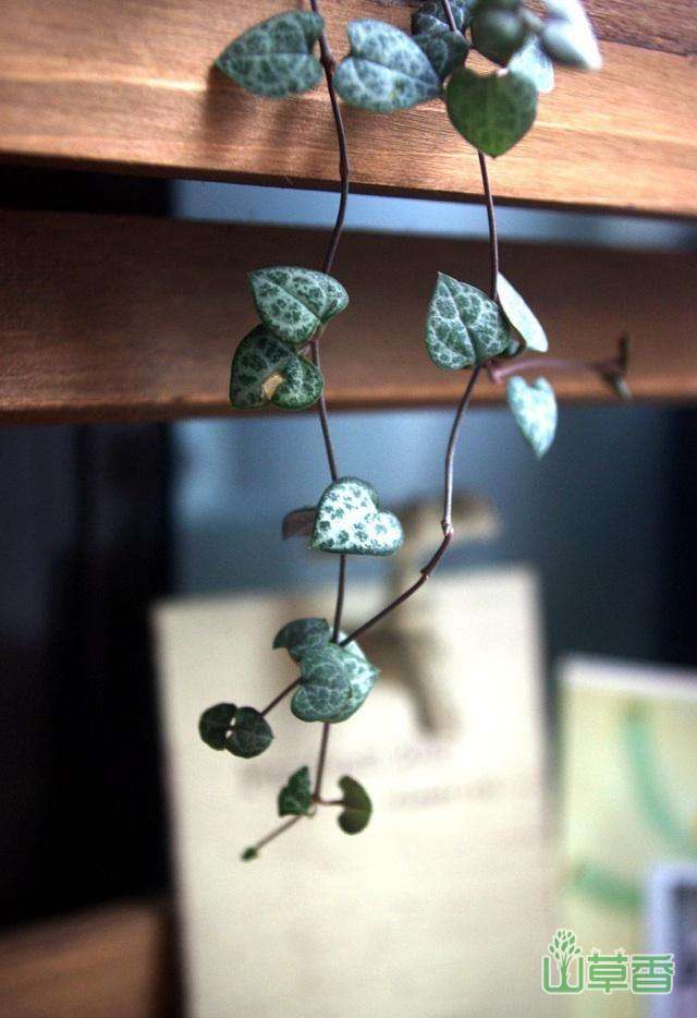爱之蔓的花语，适合送给什么人