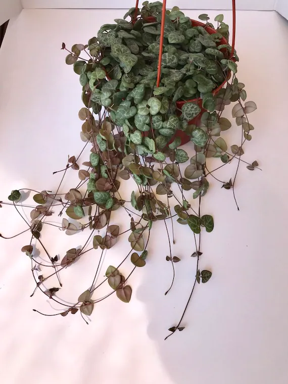 垂吊植物爱之蔓的养殖方法和注意事项