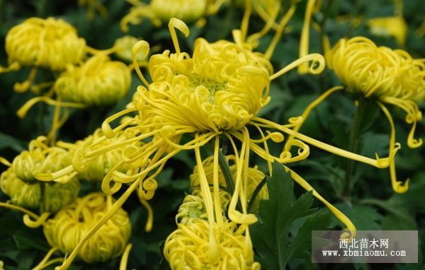 菊花怎样进行嫁接？