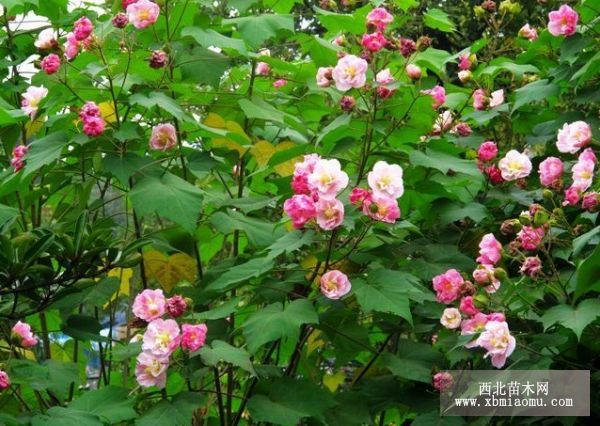 颜色变化最多的花-弄色木芙蓉