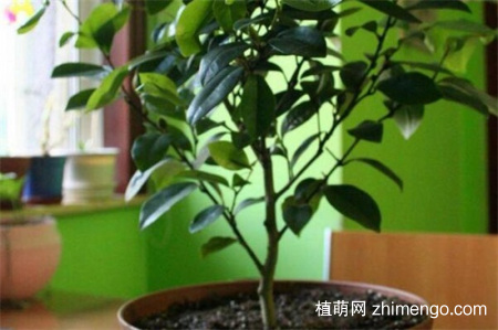 为什么家里不养含笑花