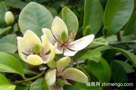 为什么家里不养含笑花