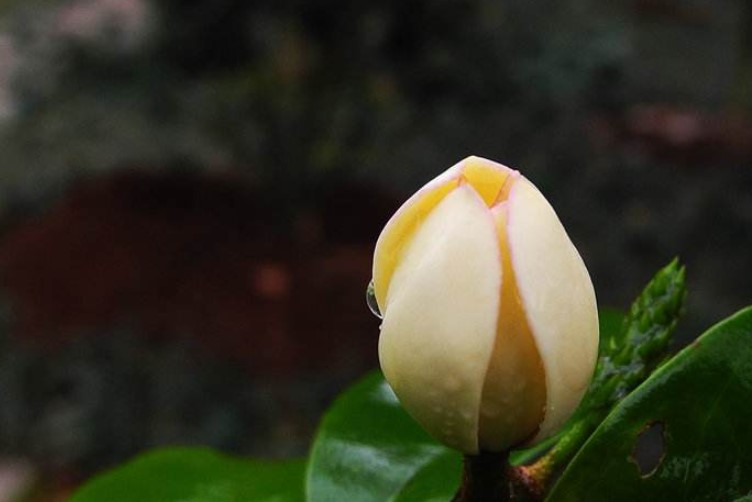 含笑花的有没有毒？含笑花为什么没香味？