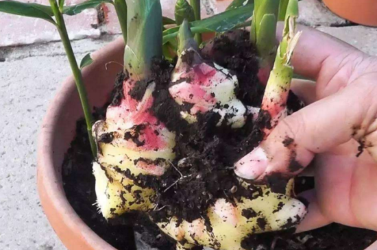 家里种姜的寓意