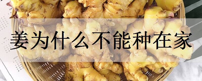姜为什么不能种在家 有哪些说法