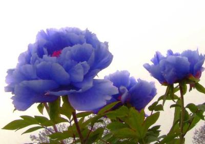 黑牡丹花图片大全
