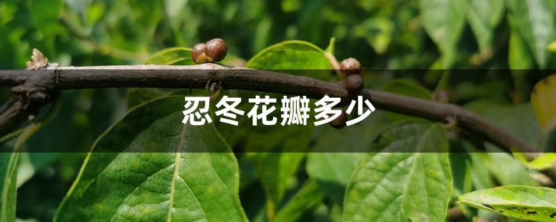 忍冬花瓣多少