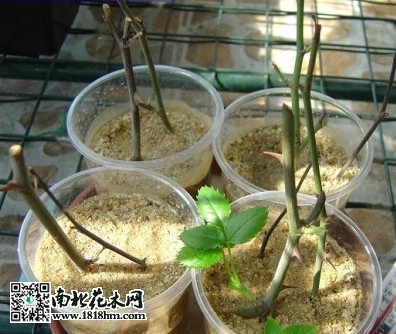 让扦插月季花快速生根的方法技巧